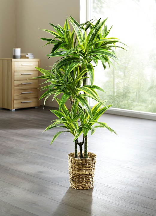 Wohnaccessoires - Dracena-Reflexa-Palme, in Farbe GRÜN